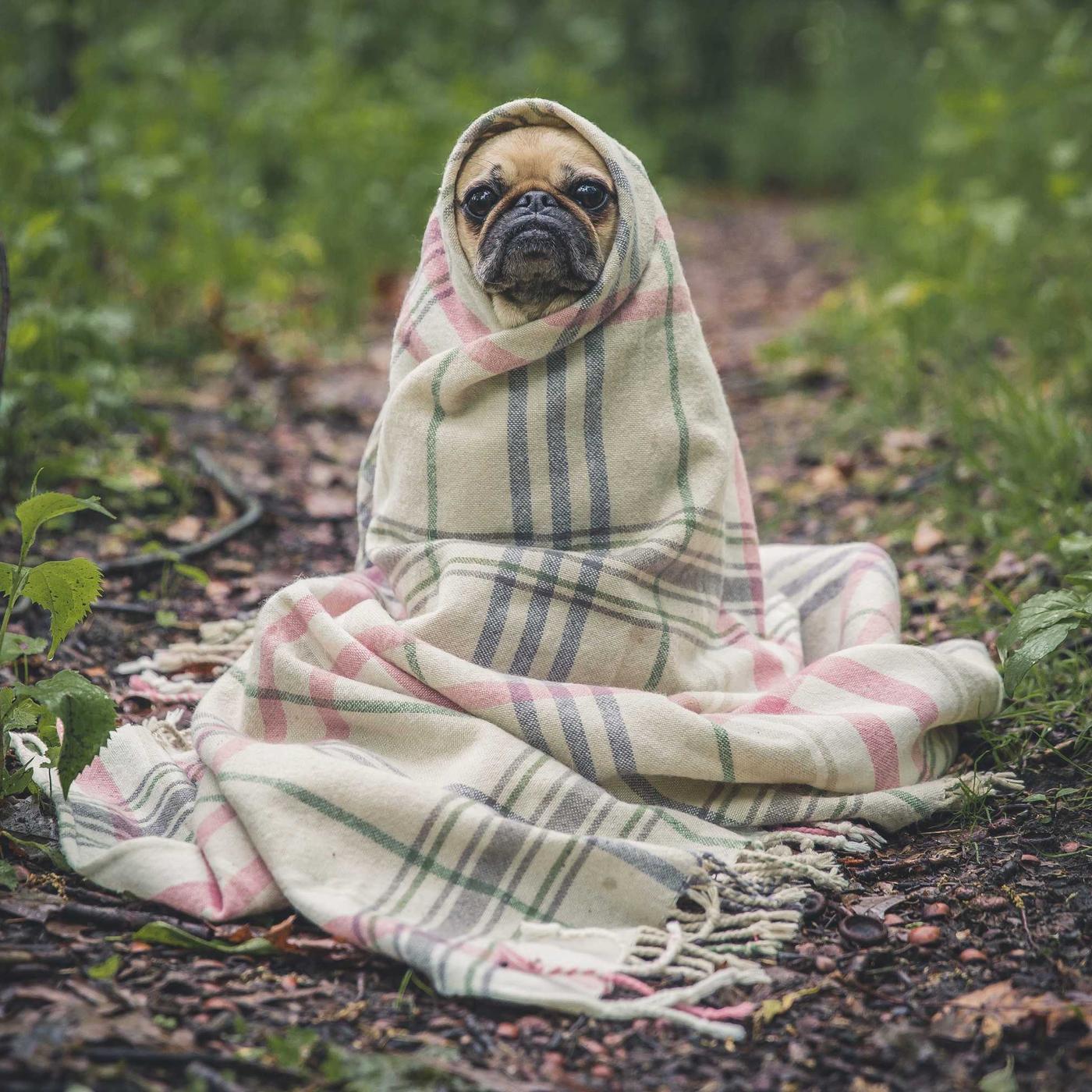 A pug wrapped in a striped blanket on a forest path